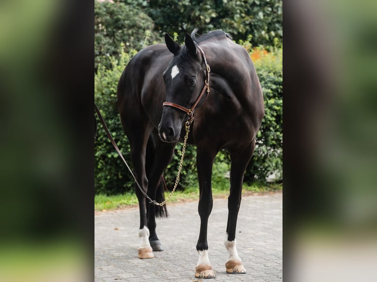 Hanoverian Stallion 1 year Chestnut in Duszniki