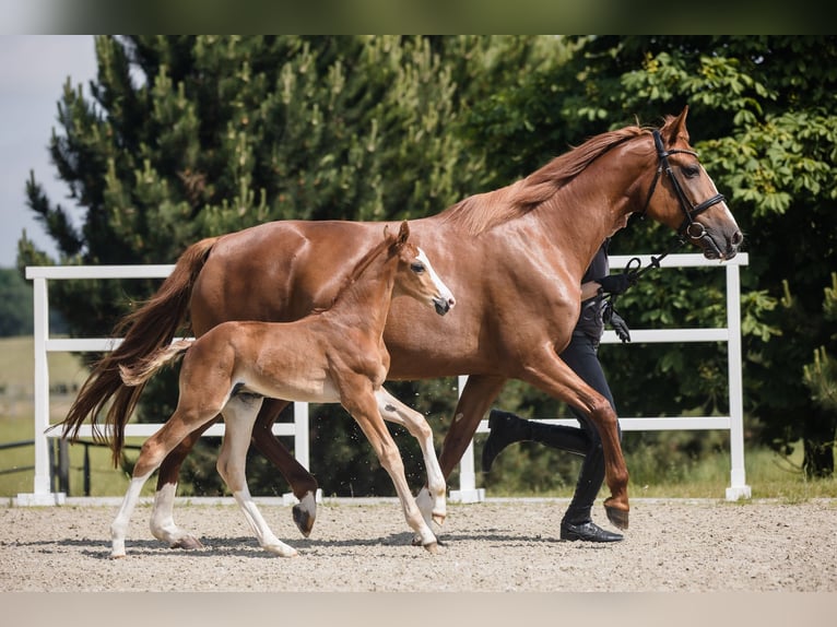 Hanoverian Stallion 1 year Chestnut in Duszniki