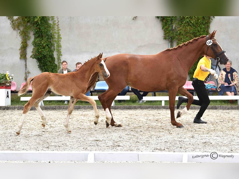 Hanoverian Stallion 1 year Chestnut in Duszniki