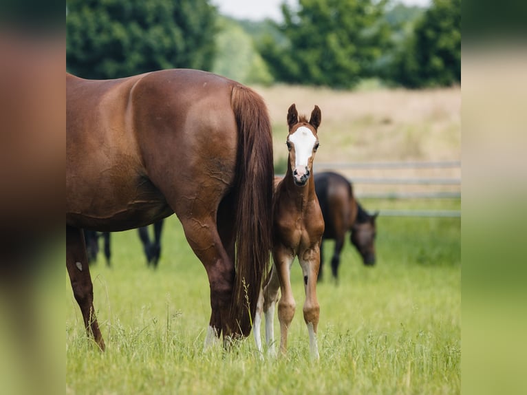 Hanoverian Stallion 1 year Chestnut in Duszniki