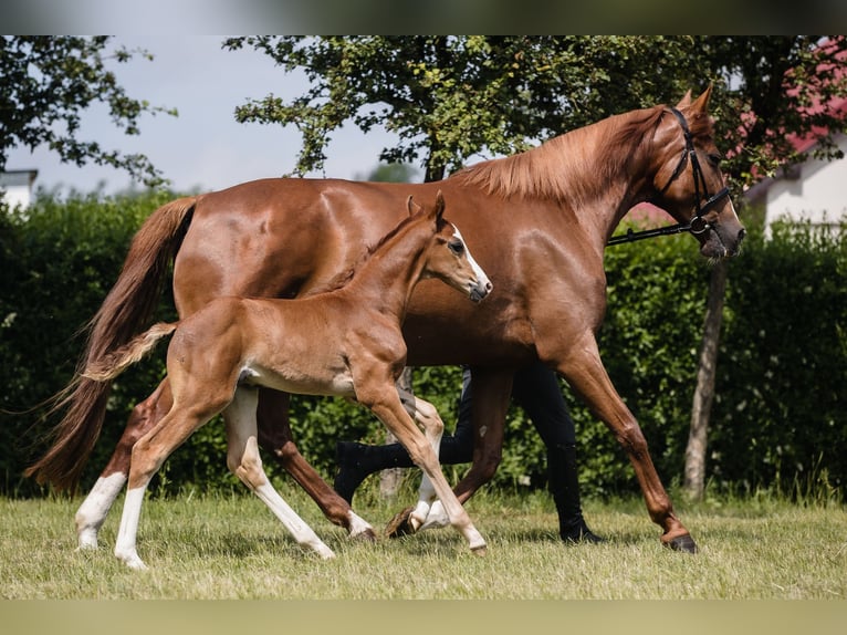 Hanoverian Stallion 1 year Chestnut in Duszniki