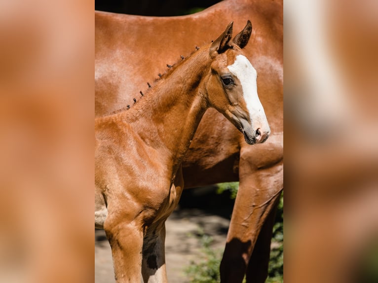 Hanoverian Stallion 1 year Chestnut in Duszniki