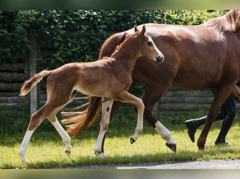 Hanoverian Stallion 1 year Chestnut in Duszniki