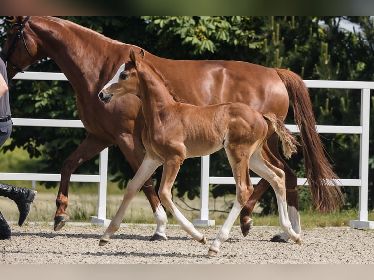 Hanoverian Stallion 1 year Chestnut in Duszniki