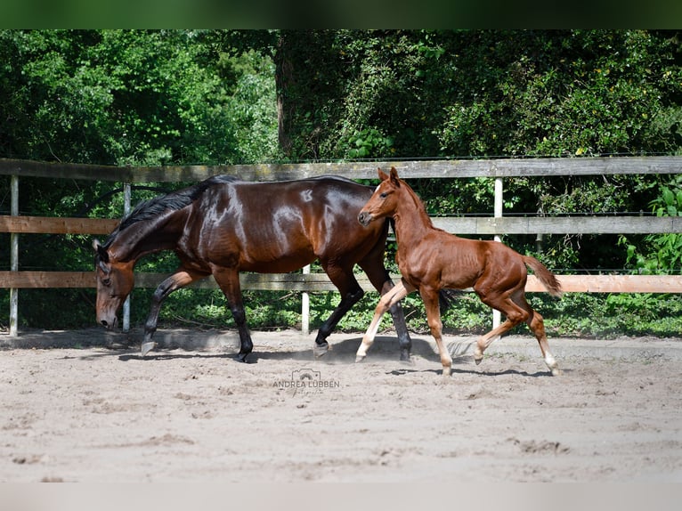 Hanoverian Stallion 1 year Chestnut in Nordhorn