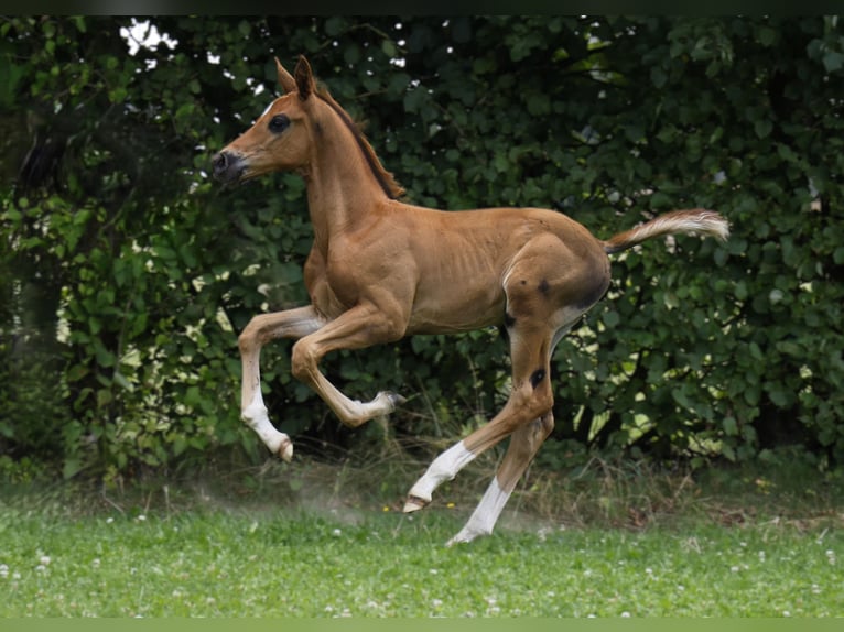 Hanoverian Stallion 1 year Chestnut in Strausberg