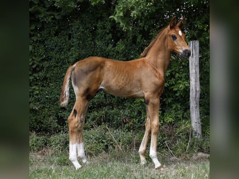 Hanoverian Stallion 1 year Chestnut in Strausberg