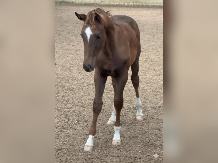 Hanoverian Stallion 1 year Chestnut in Willenscharen