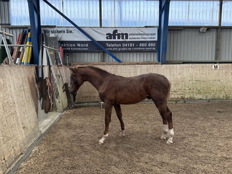 Hanoverian Stallion 1 year Chestnut in Willenscharen