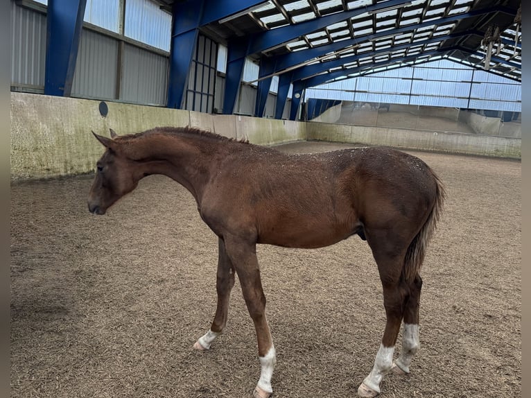 Hanoverian Stallion 1 year Chestnut in Willenscharen