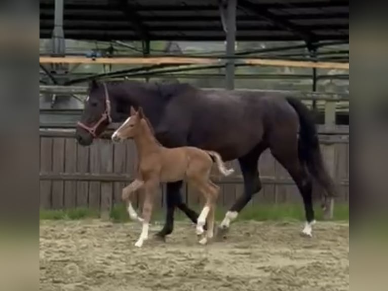 Hanoverian Stallion 1 year Chestnut in Kevelaer
