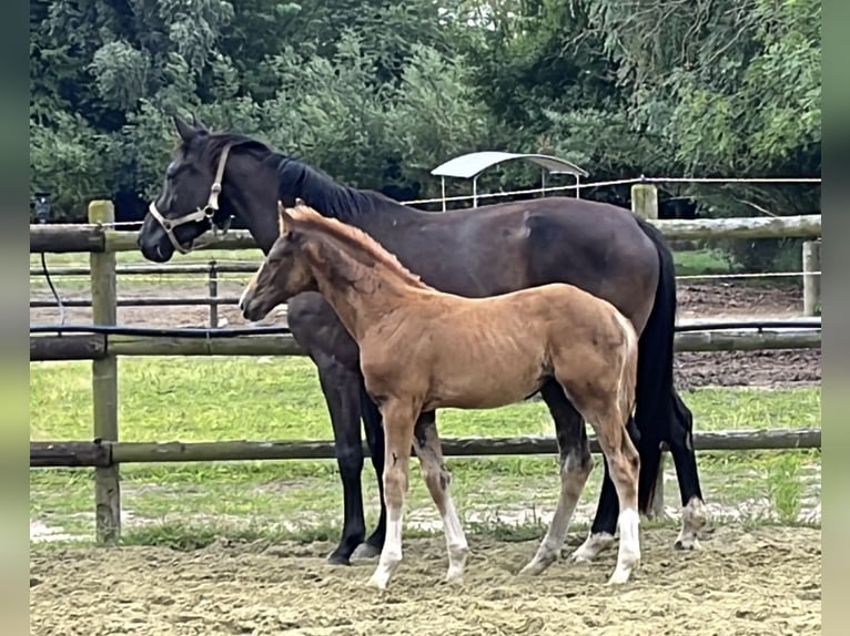 Hanoverian Stallion 1 year Chestnut in Kevelaer
