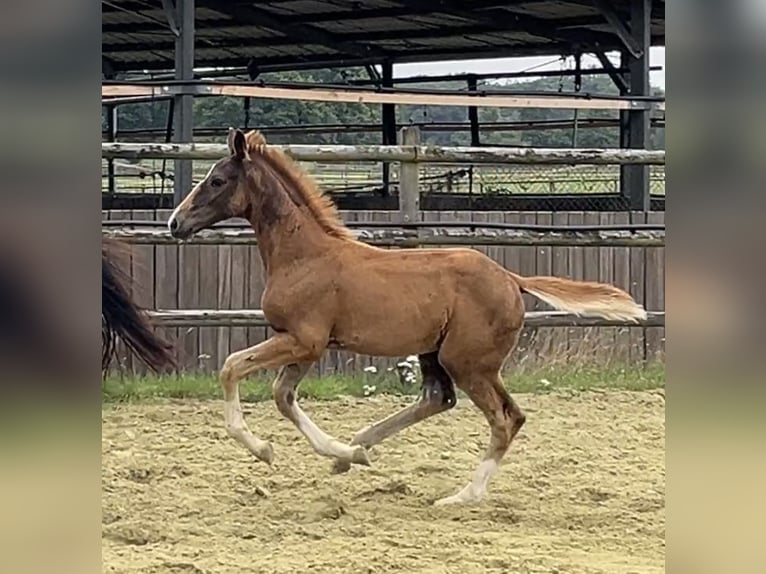 Hanoverian Stallion 1 year Chestnut in Kevelaer