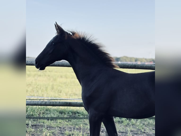 Hanoverian Stallion 1 year Chestnut in Kirchdorf