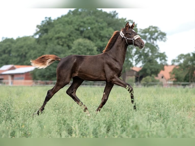 Hanoverian Stallion 1 year Chestnut in Kirchdorf