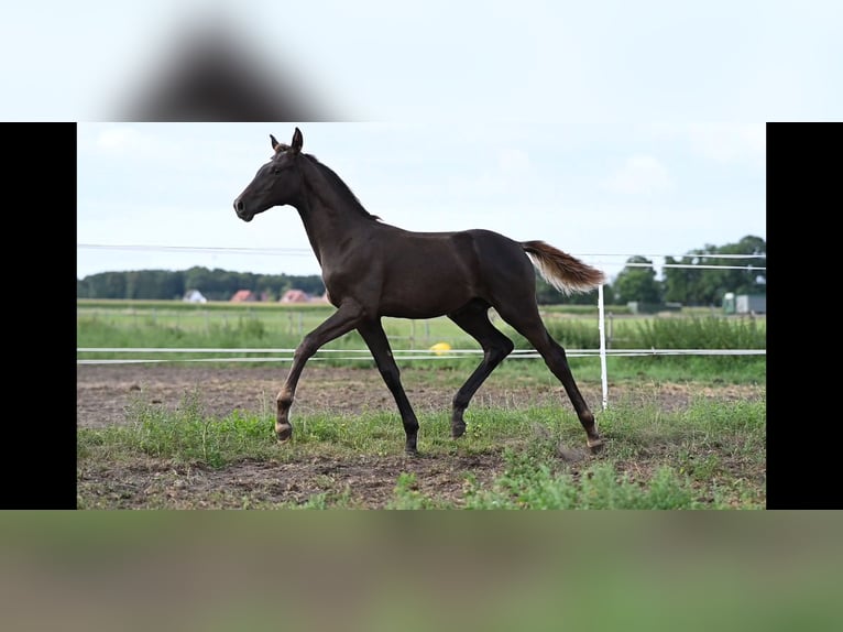 Hanoverian Stallion 1 year Chestnut in Kirchdorf