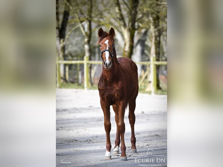 Hanoverian Stallion 1 year Chestnut in Lavacherie