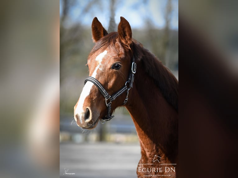 Hanoverian Stallion 1 year Chestnut in Lavacherie