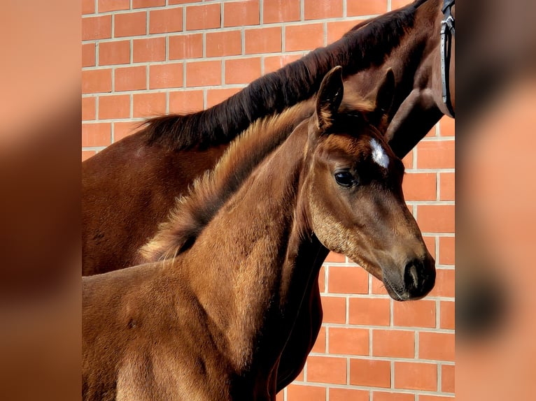 Hanoverian Stallion 1 year Chestnut in Ochtersum