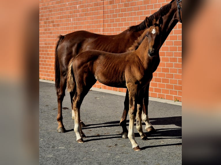 Hanoverian Stallion 1 year Chestnut in Ochtersum