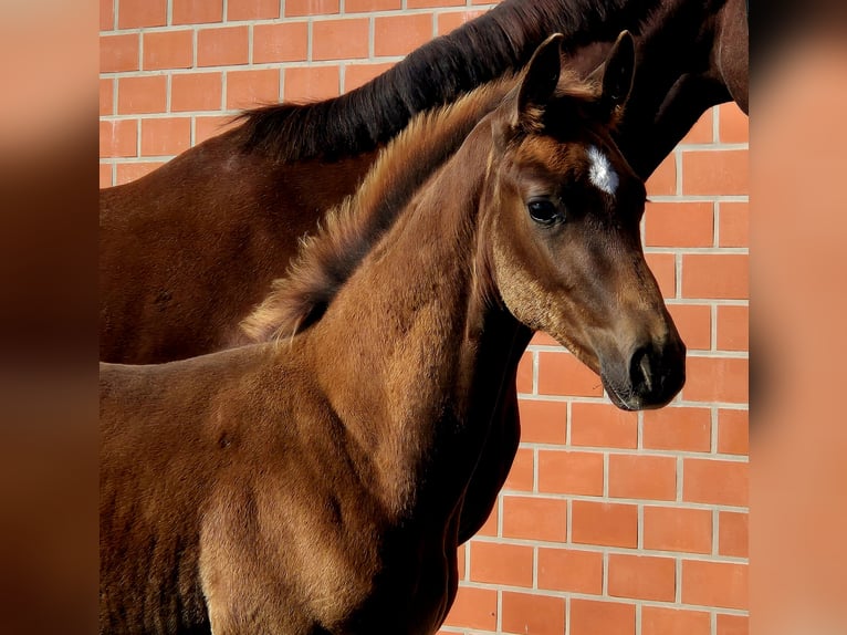 Hanoverian Stallion 1 year Chestnut in Ochtersum