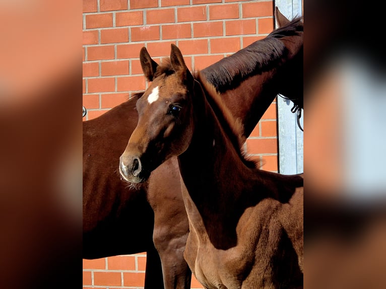 Hanoverian Stallion 1 year Chestnut in Ochtersum