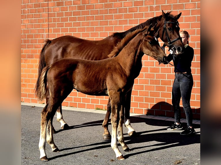 Hanoverian Stallion 1 year Chestnut in Ochtersum
