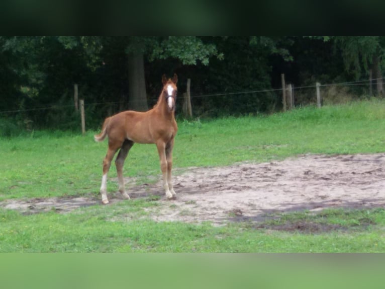 Hanoverian Stallion 1 year Chestnut in Worpswede
