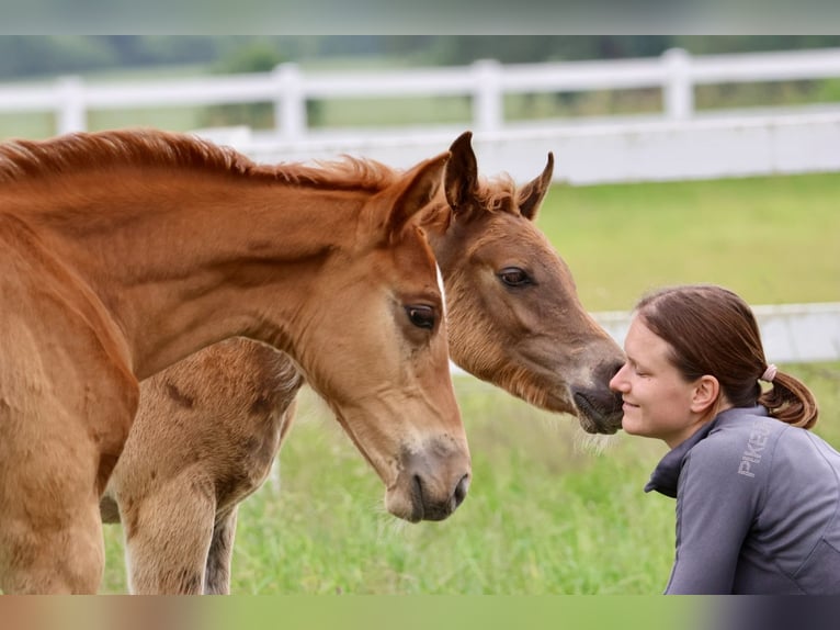 Hanoverian Stallion 1 year Chestnut-Red in Bad Oldesloe