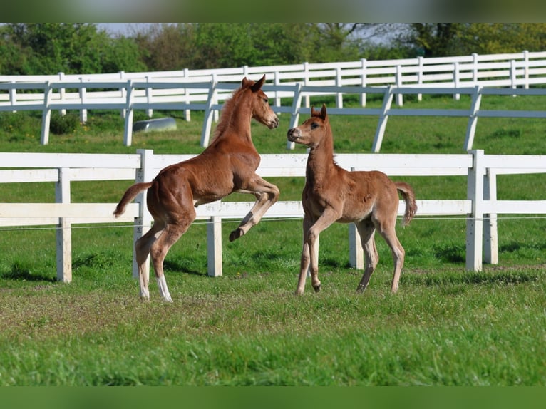 Hanoverian Stallion 1 year Chestnut-Red in Bad Oldesloe