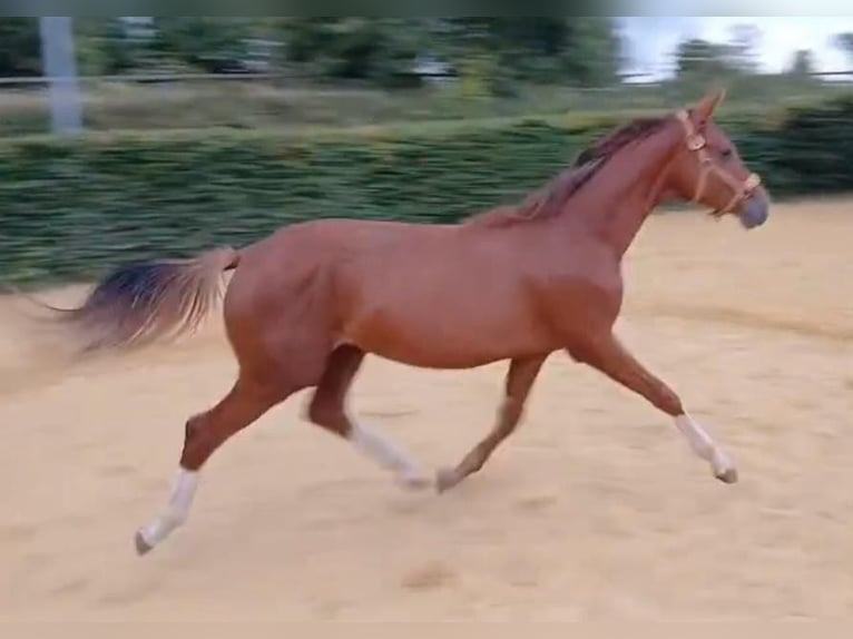 Hanoverian Stallion 1 year Chestnut-Red in Essen