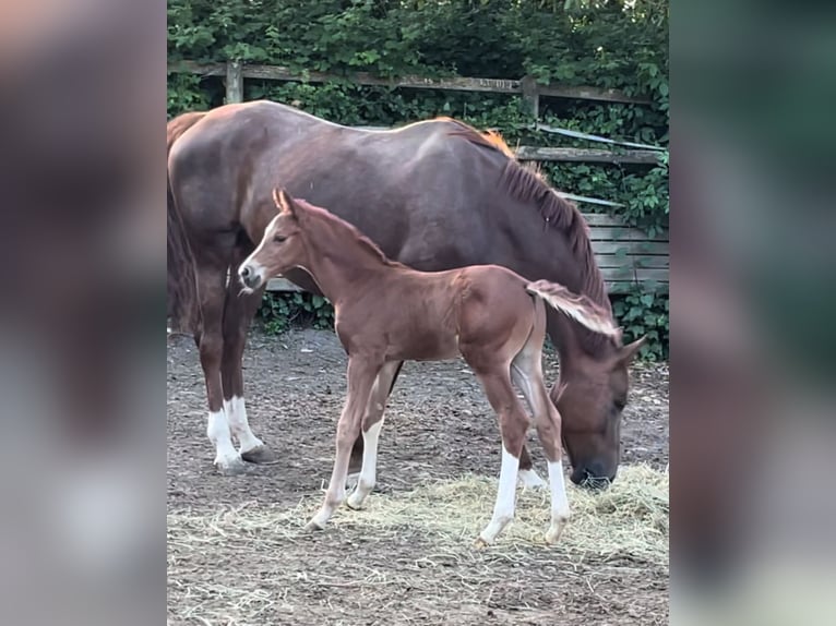 Hanoverian Stallion 1 year Chestnut-Red in Essen