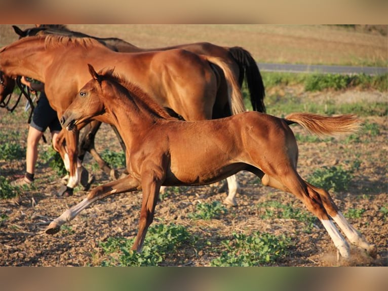 Hanoverian Stallion 1 year Chestnut-Red in Neu-Eichenberg