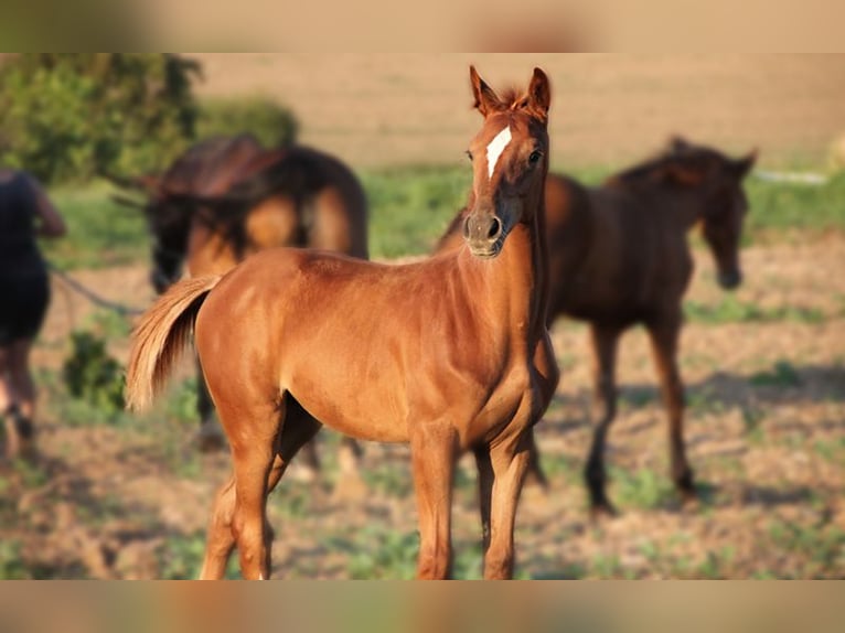 Hanoverian Stallion 1 year Chestnut-Red in Neu-Eichenberg