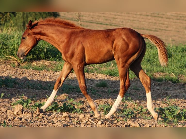 Hanoverian Stallion 1 year Chestnut-Red in Neu-Eichenberg