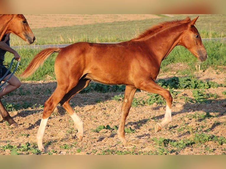 Hanoverian Stallion 1 year Chestnut-Red in Neu-Eichenberg