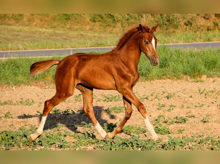 Hanoverian Stallion 1 year Chestnut-Red in Neu-Eichenberg