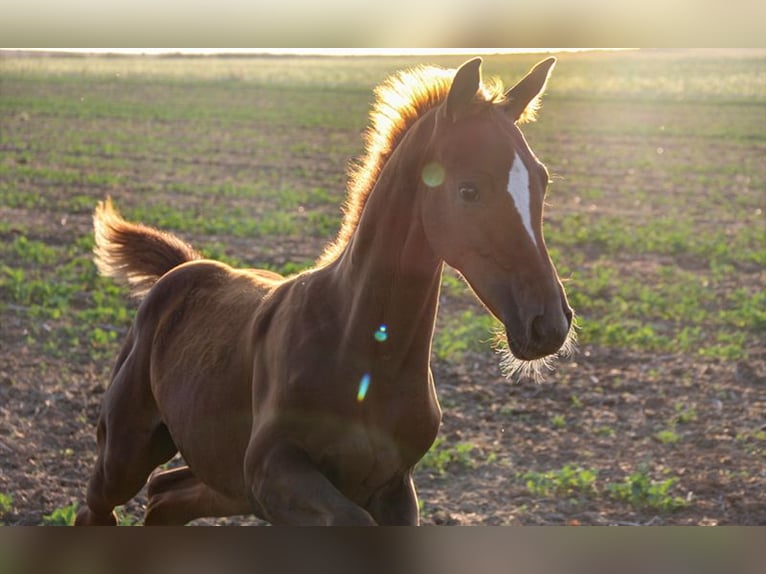 Hanoverian Stallion 1 year Chestnut-Red in Neu-Eichenberg