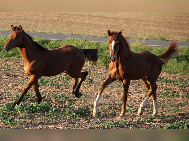 Hanoverian Stallion 1 year Chestnut-Red in Neu-Eichenberg