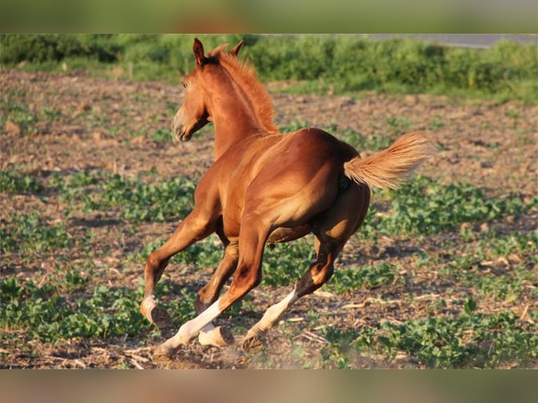 Hanoverian Stallion 1 year Chestnut-Red in Neu-Eichenberg