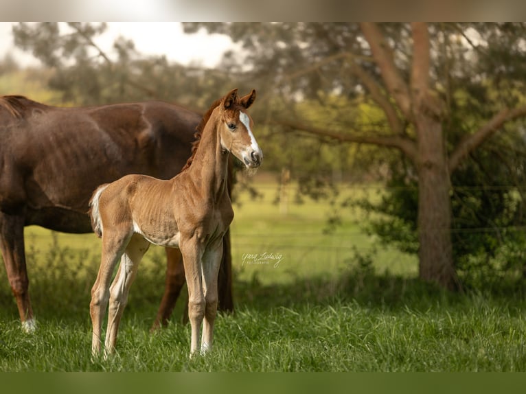 Hanoverian Stallion 1 year Chestnut-Red in Gödenstorf