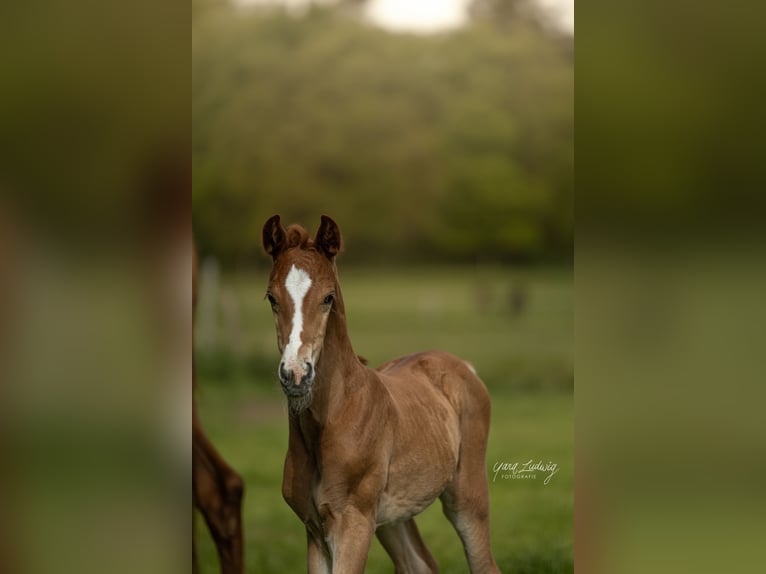 Hanoverian Stallion 1 year Chestnut-Red in Gödenstorf