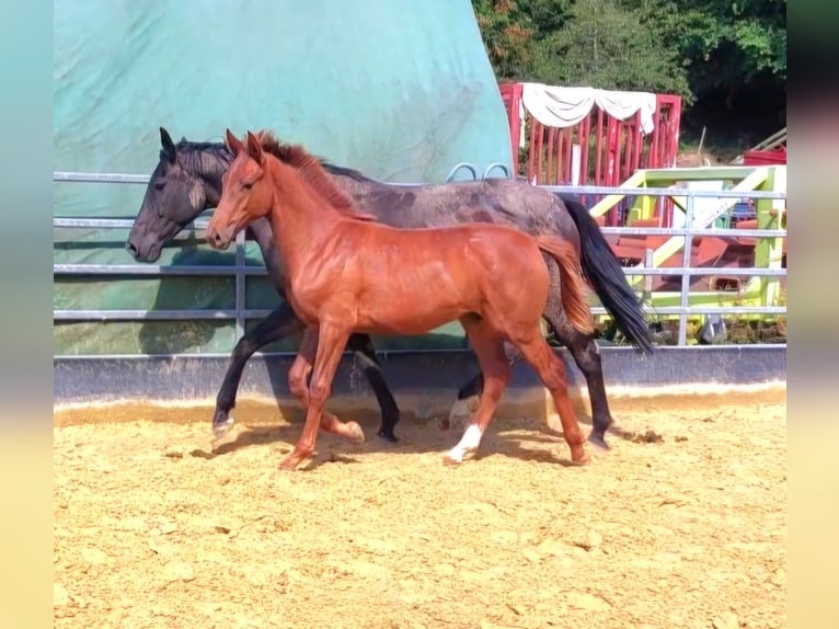 Hanoverian Stallion 1 year Chestnut-Red in Hemer