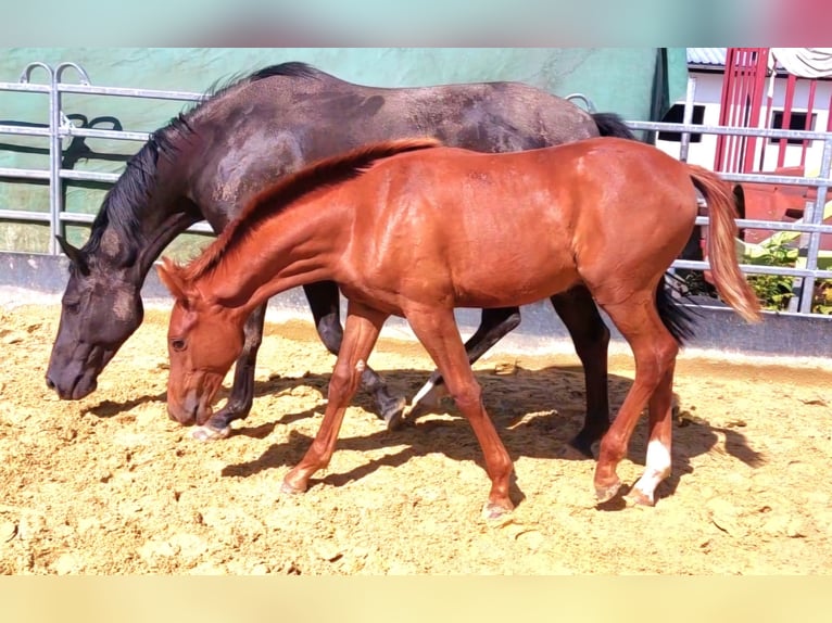 Hanoverian Stallion 1 year Chestnut-Red in Hemer