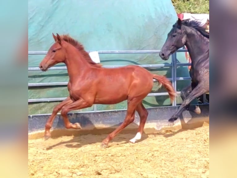 Hanoverian Stallion 1 year Chestnut-Red in Hemer