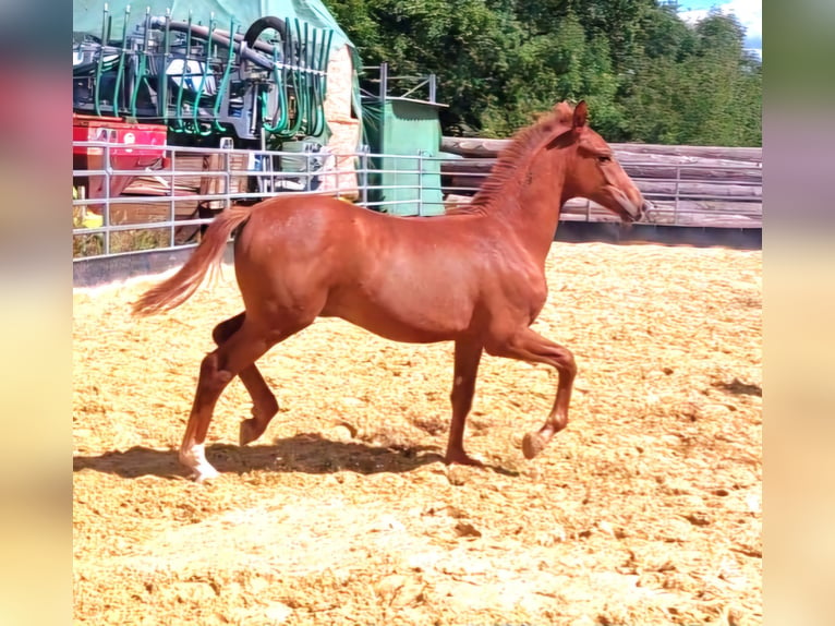 Hanoverian Stallion 1 year Chestnut-Red in Hemer