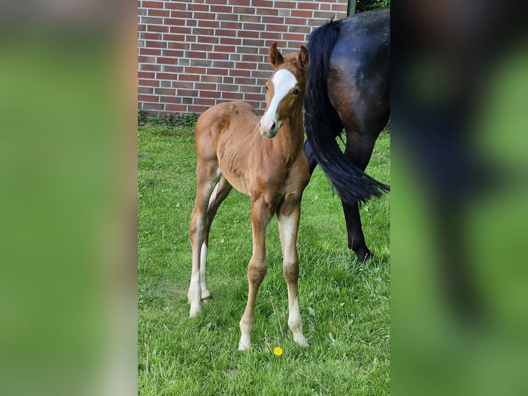 Hanoverian Stallion 1 year Chestnut-Red in Ostercappeln