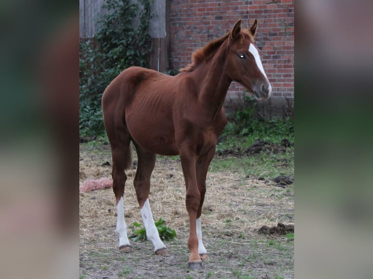 Hanoverian Stallion 1 year Chestnut-Red in Deinstedt