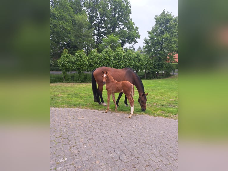 Hanoverian Stallion 1 year Chestnut-Red in Neuhaus an der Oste