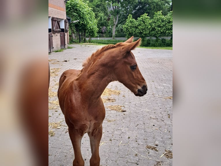 Hanoverian Stallion 1 year Chestnut-Red in Neuhaus an der Oste